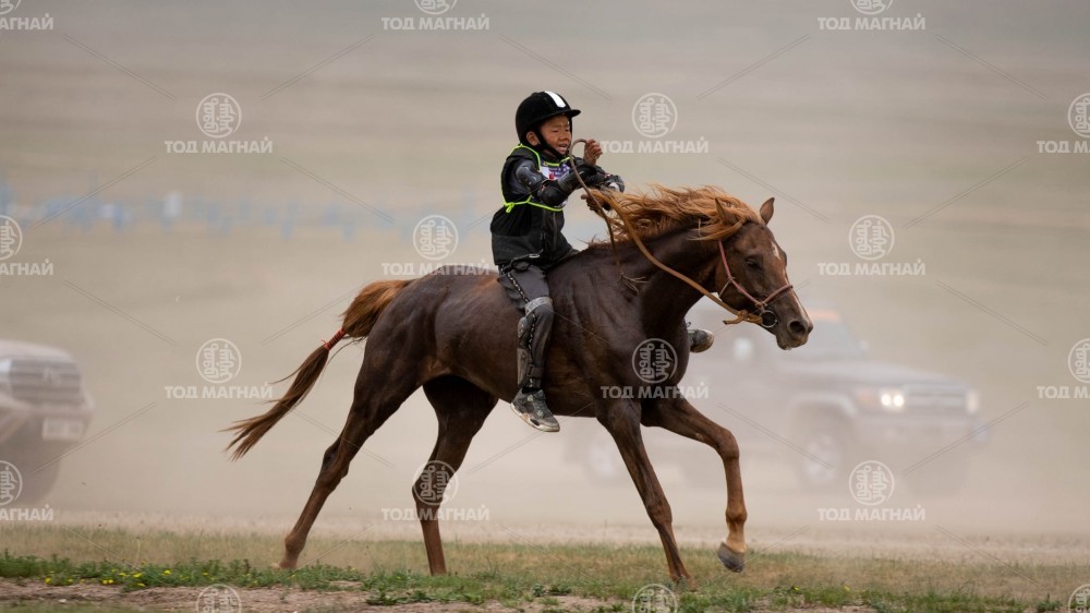  Хүрэн халзан